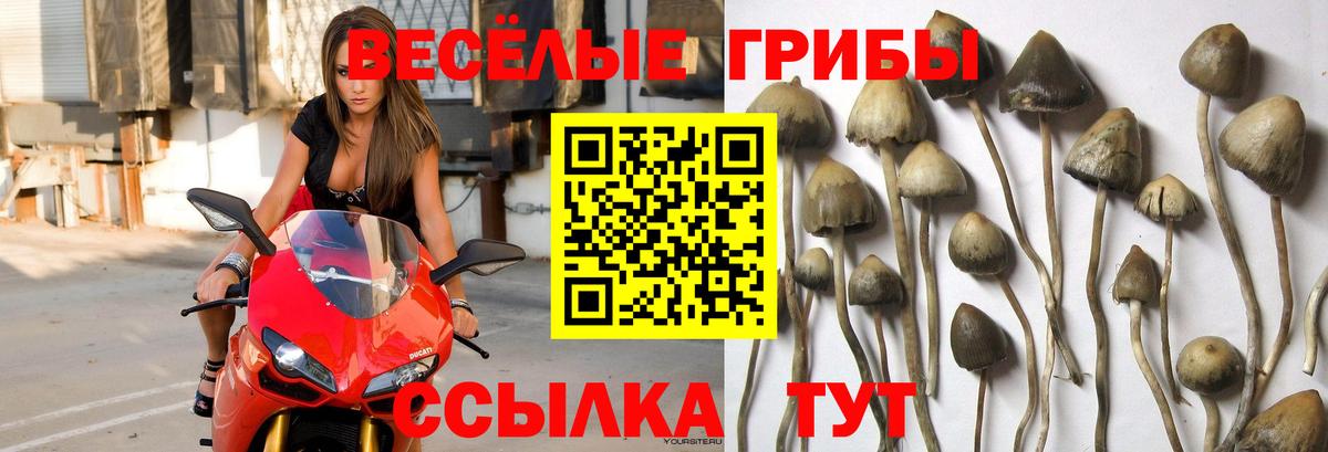 Псилоцибиновые грибы мицелий Нижний Новгород